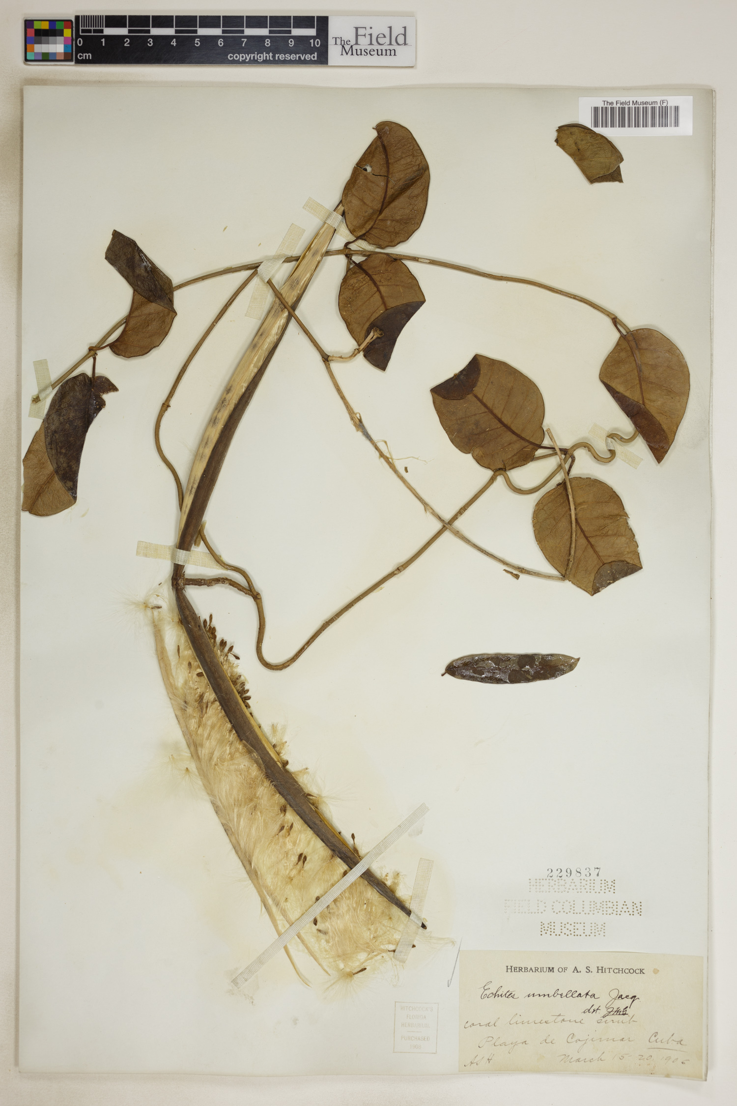 Echites umbellatus image