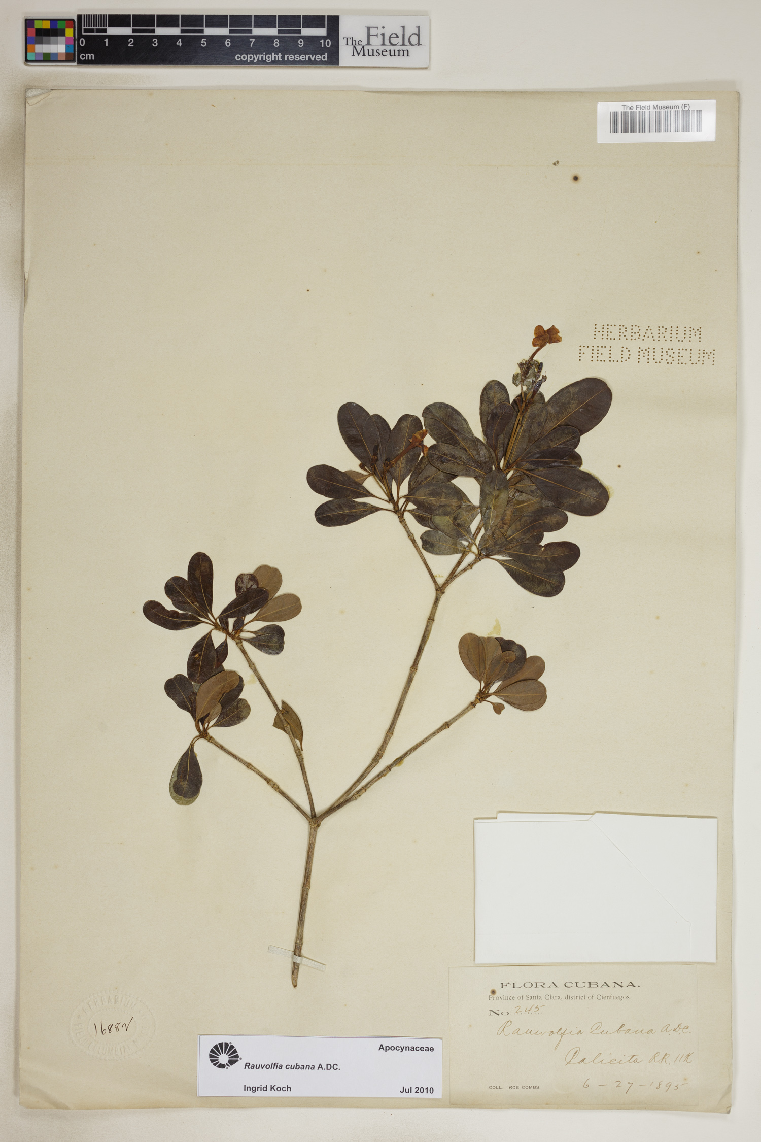 Rauvolfia cubana image