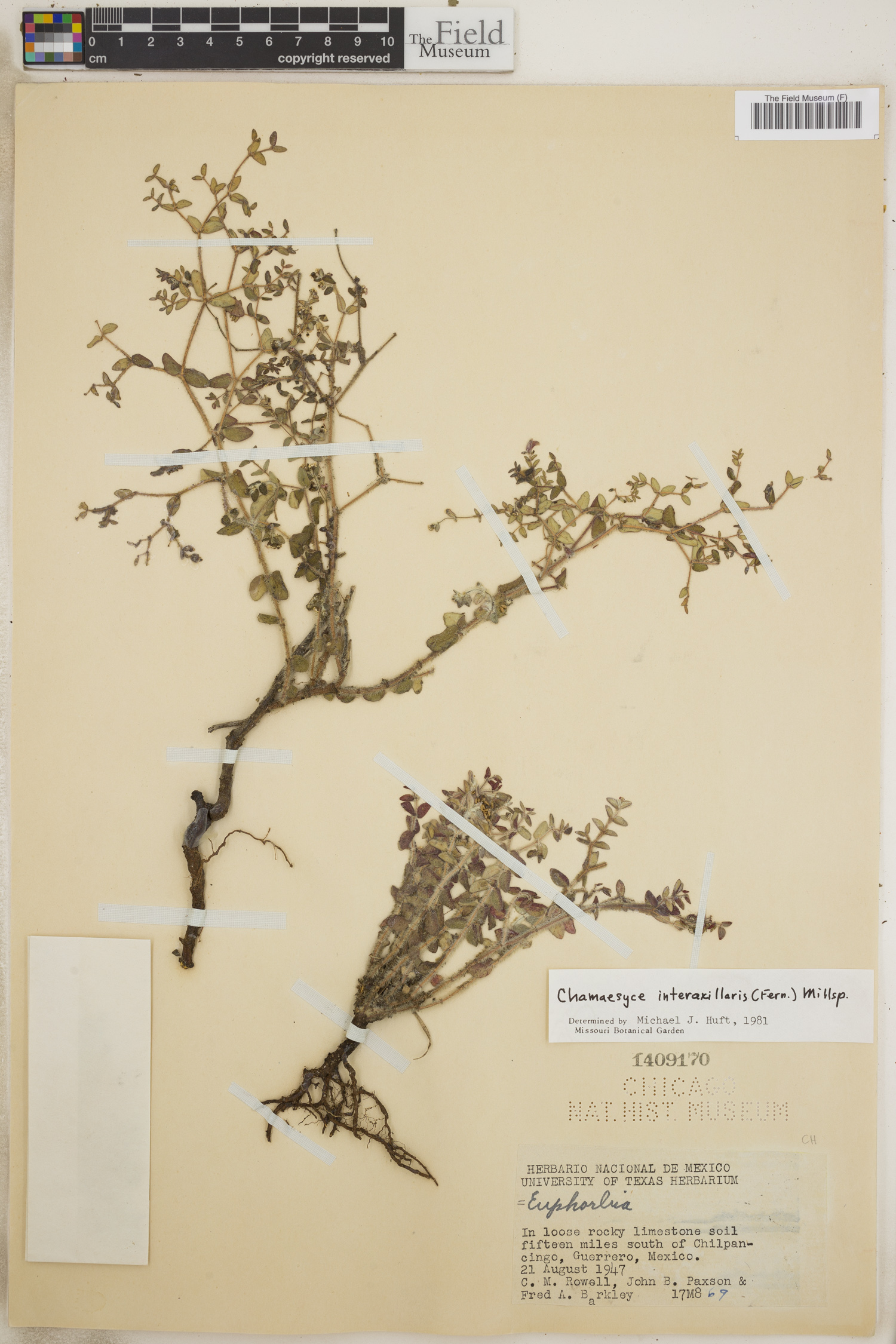 Euphorbia stictospora image
