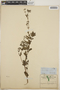 Chamaesyce lasiocarpa image