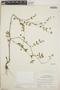 Chamaesyce lasiocarpa image