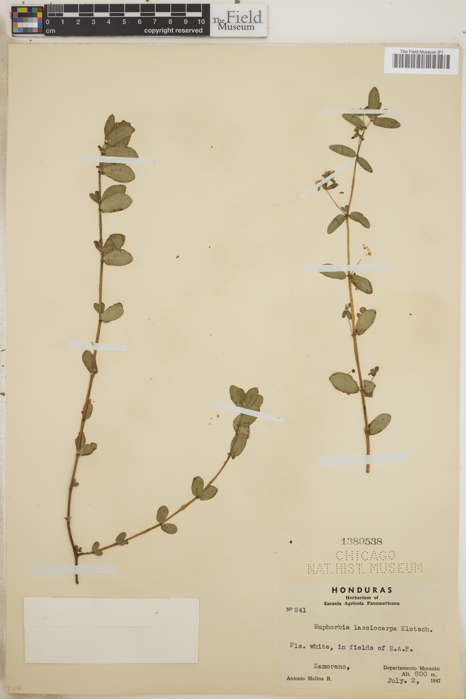 Chamaesyce lasiocarpa image