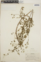 Chamaesyce lasiocarpa image