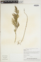 Selaginella browneana image