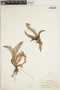 Dryopteris viscidula image