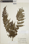 Megalastrum gompholepis image