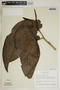 Piper arboreum image