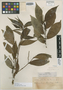 Piper variegatum image