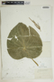 Lepianthes peltata image