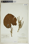 Lepianthes peltata image