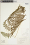 Macrothelypteris oligophlebia image