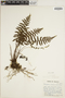 Coryphopteris viscosa image