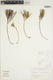 Psilotum nudum image
