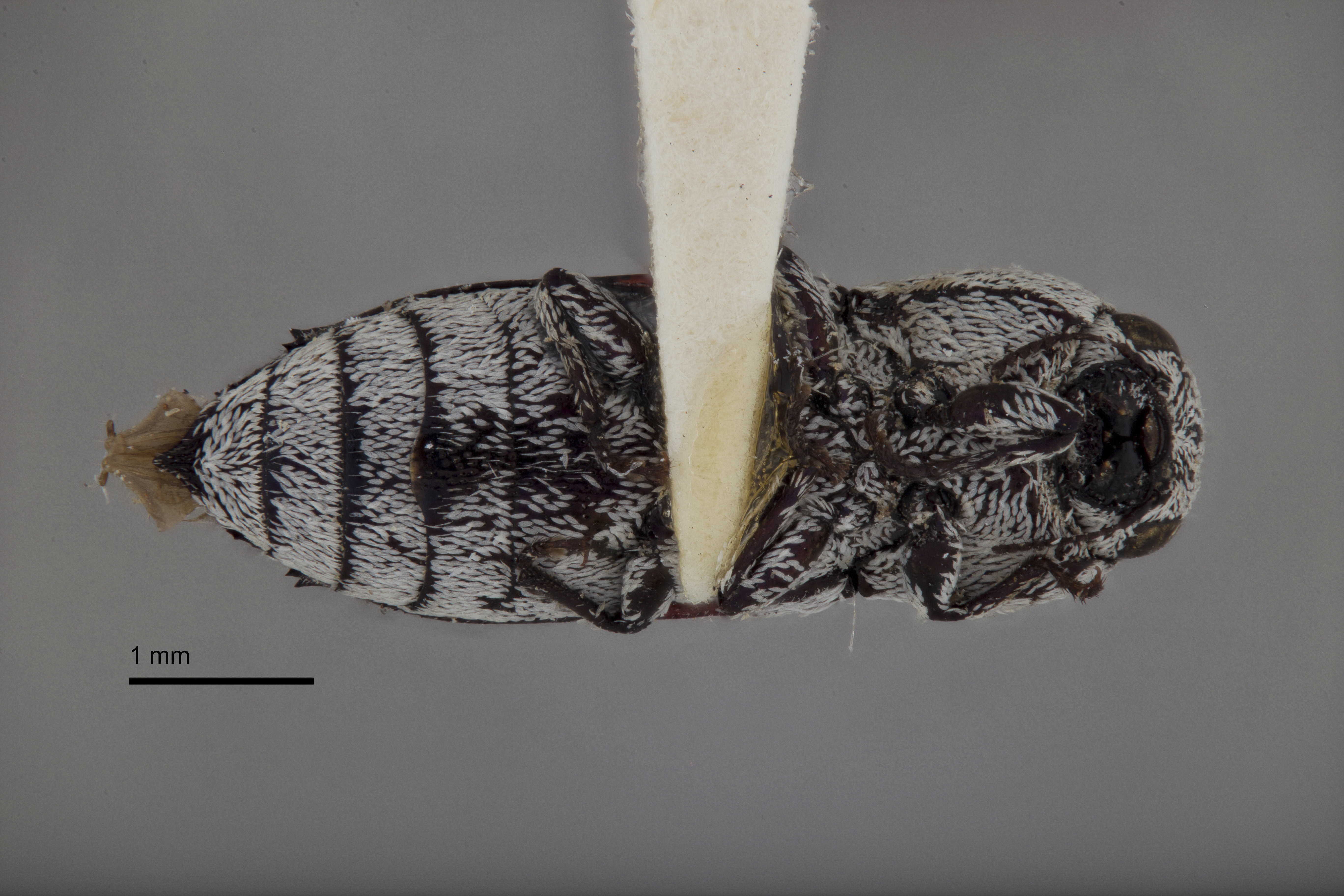 Paratyndaris albofasciata thumbnail