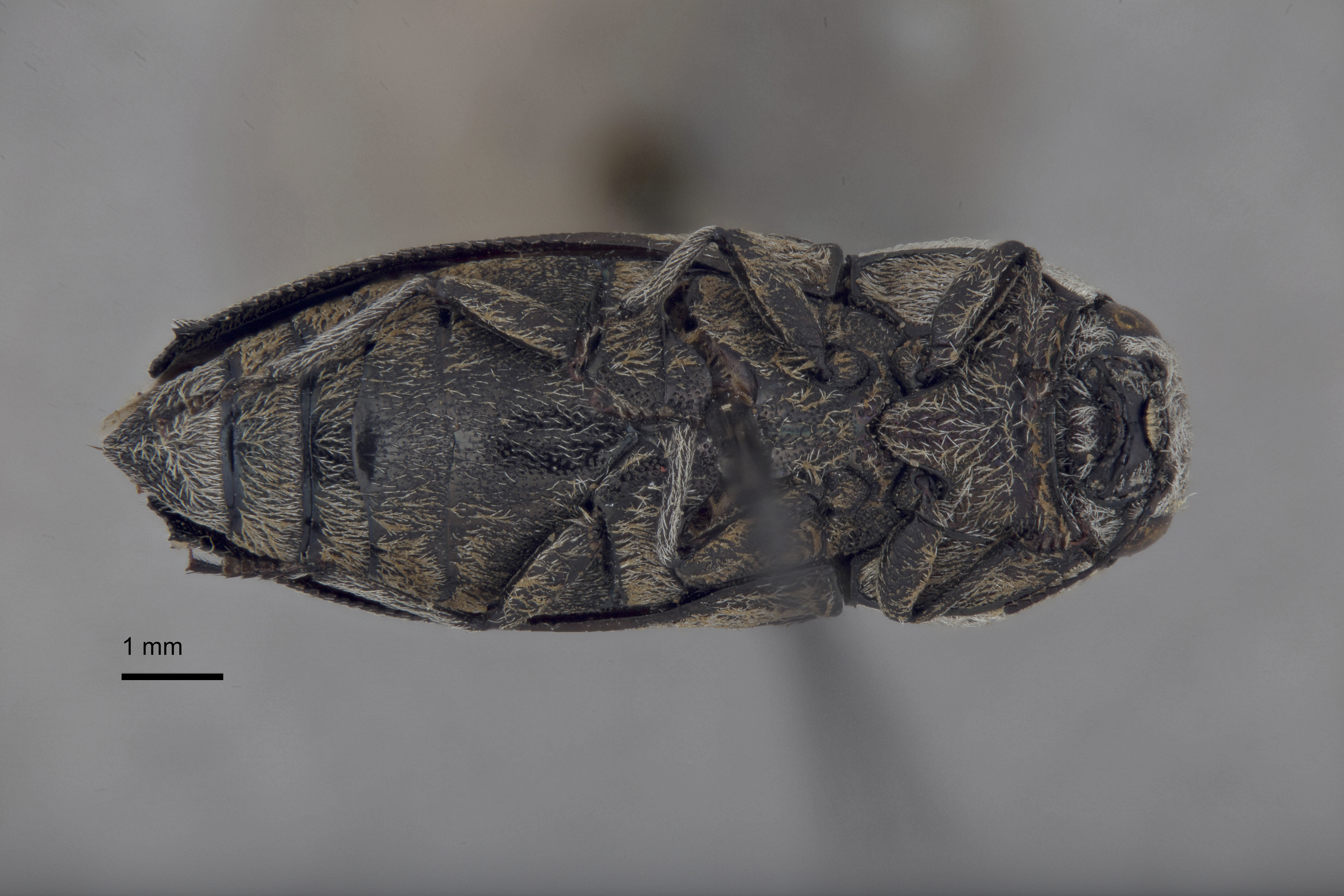 Paratyndaris olneyae thumbnail