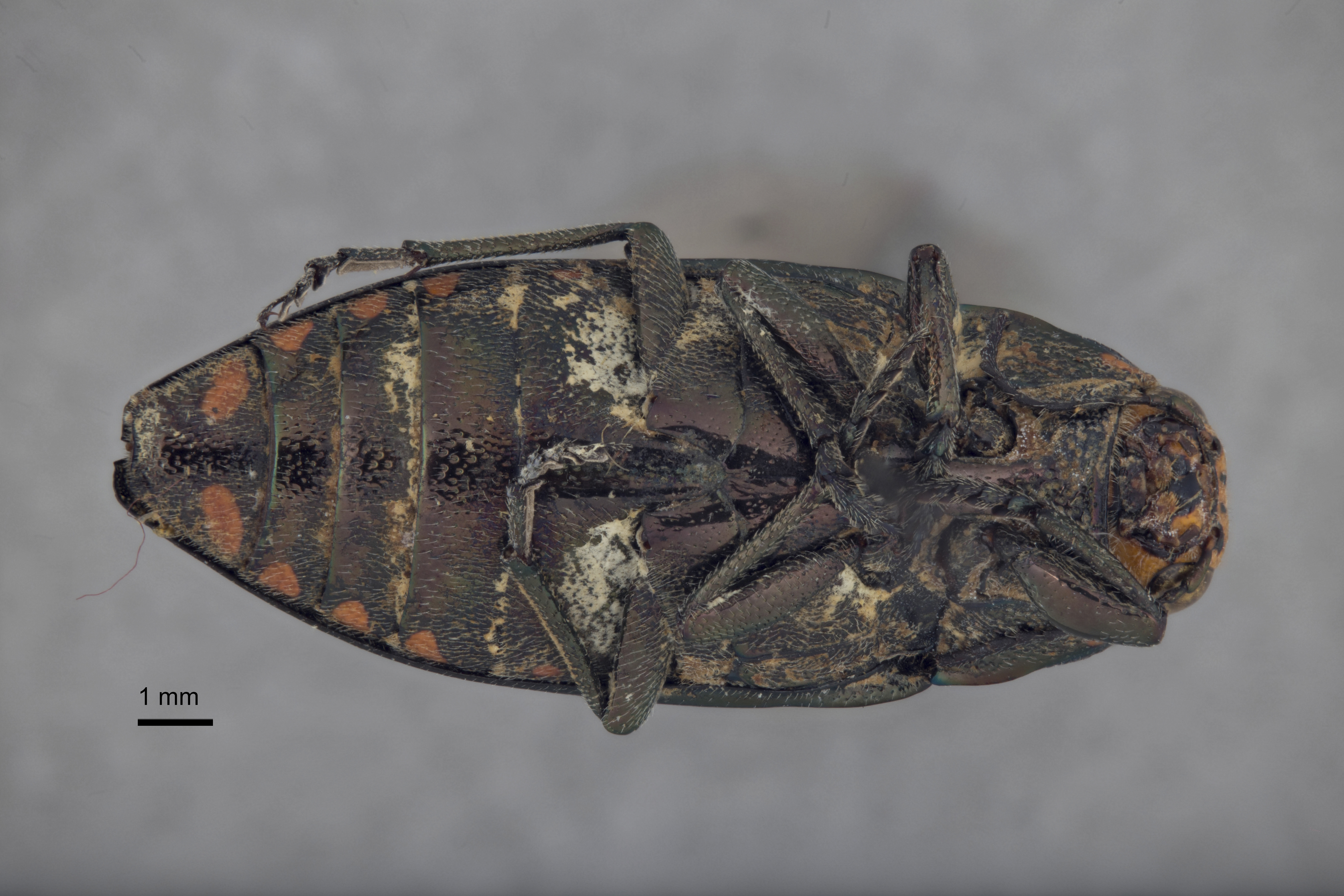 Buprestis parmaculativentris thumbnail