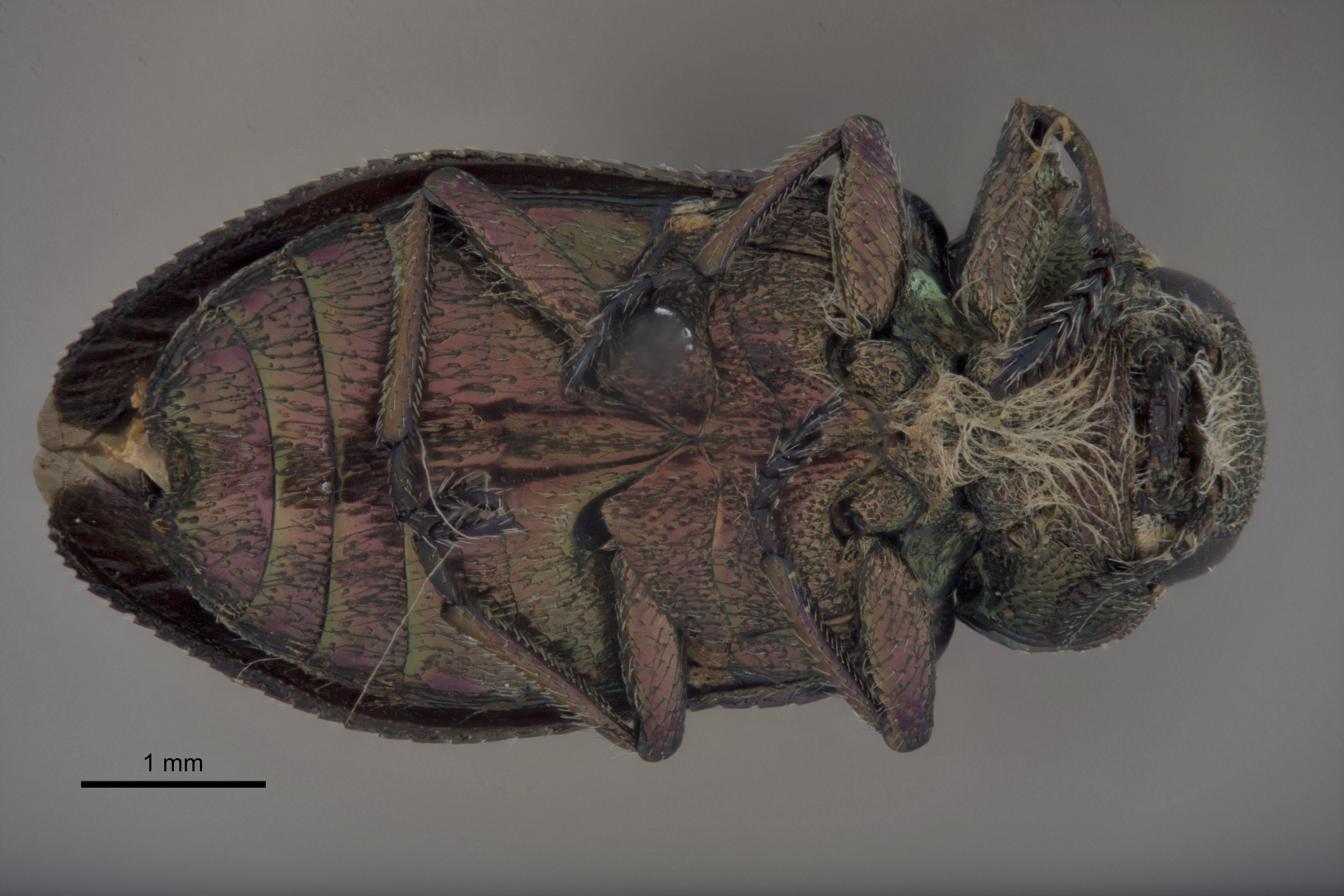 Chrysobothris kelloggi