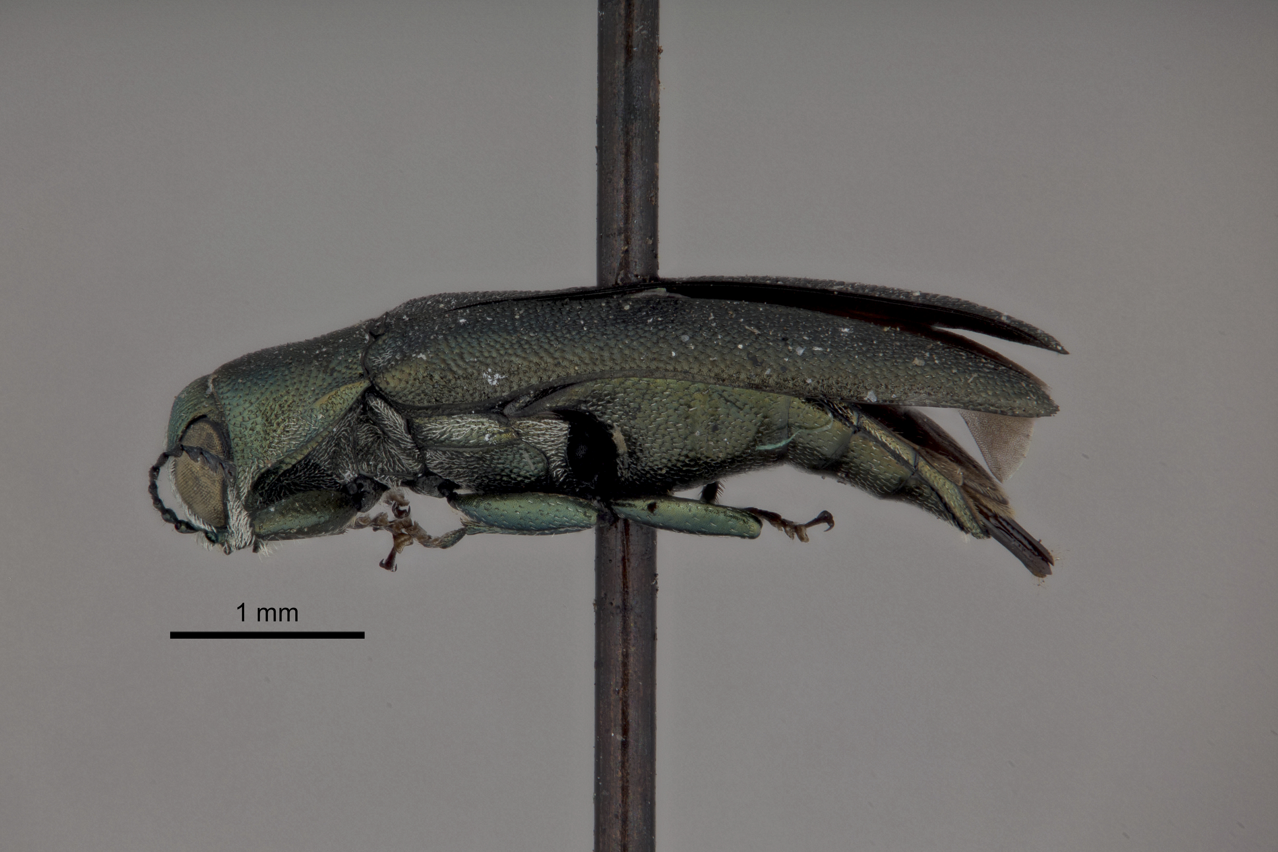 Agrilus celti thumbnail