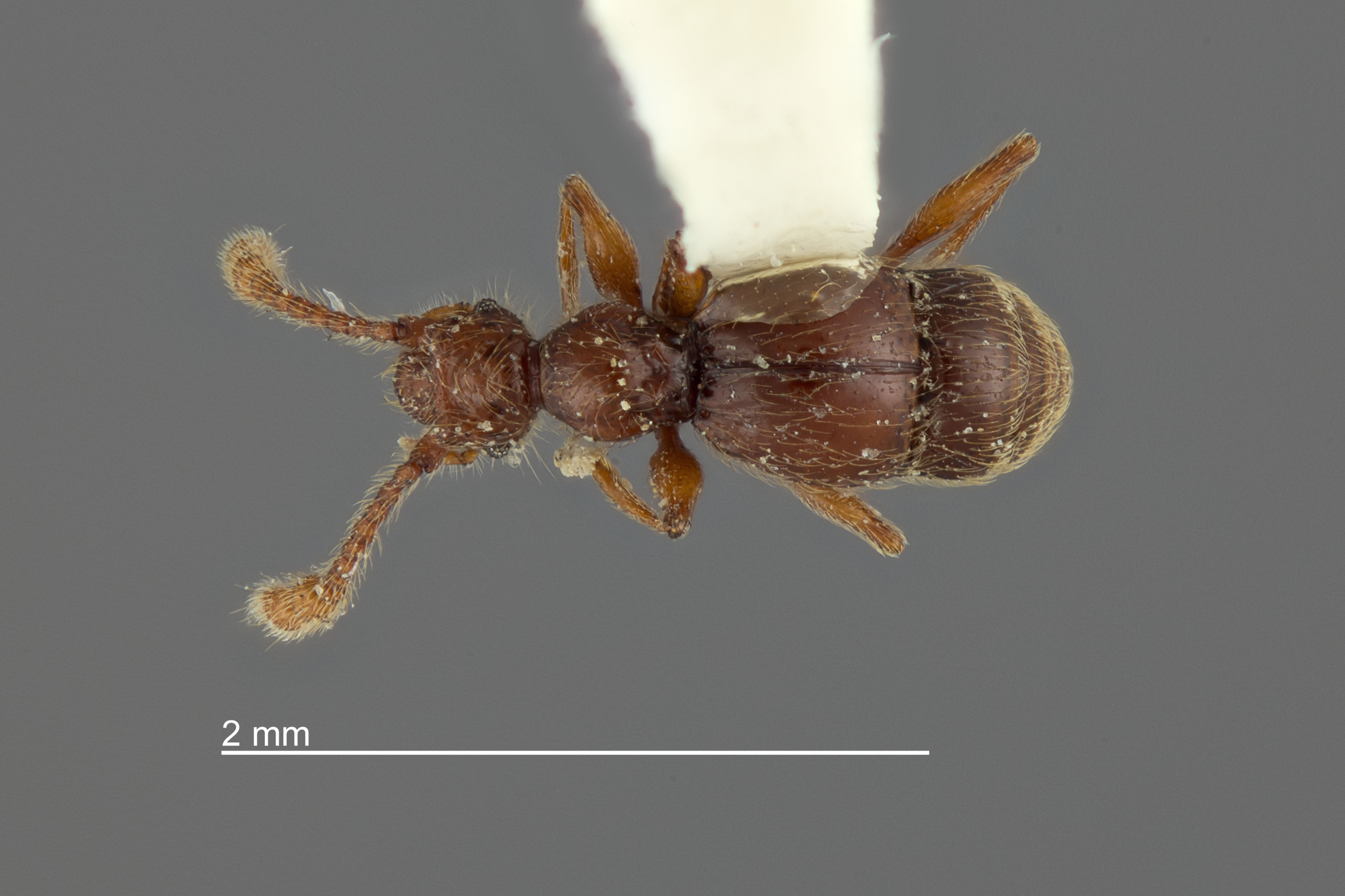 Batrisodes pannosus