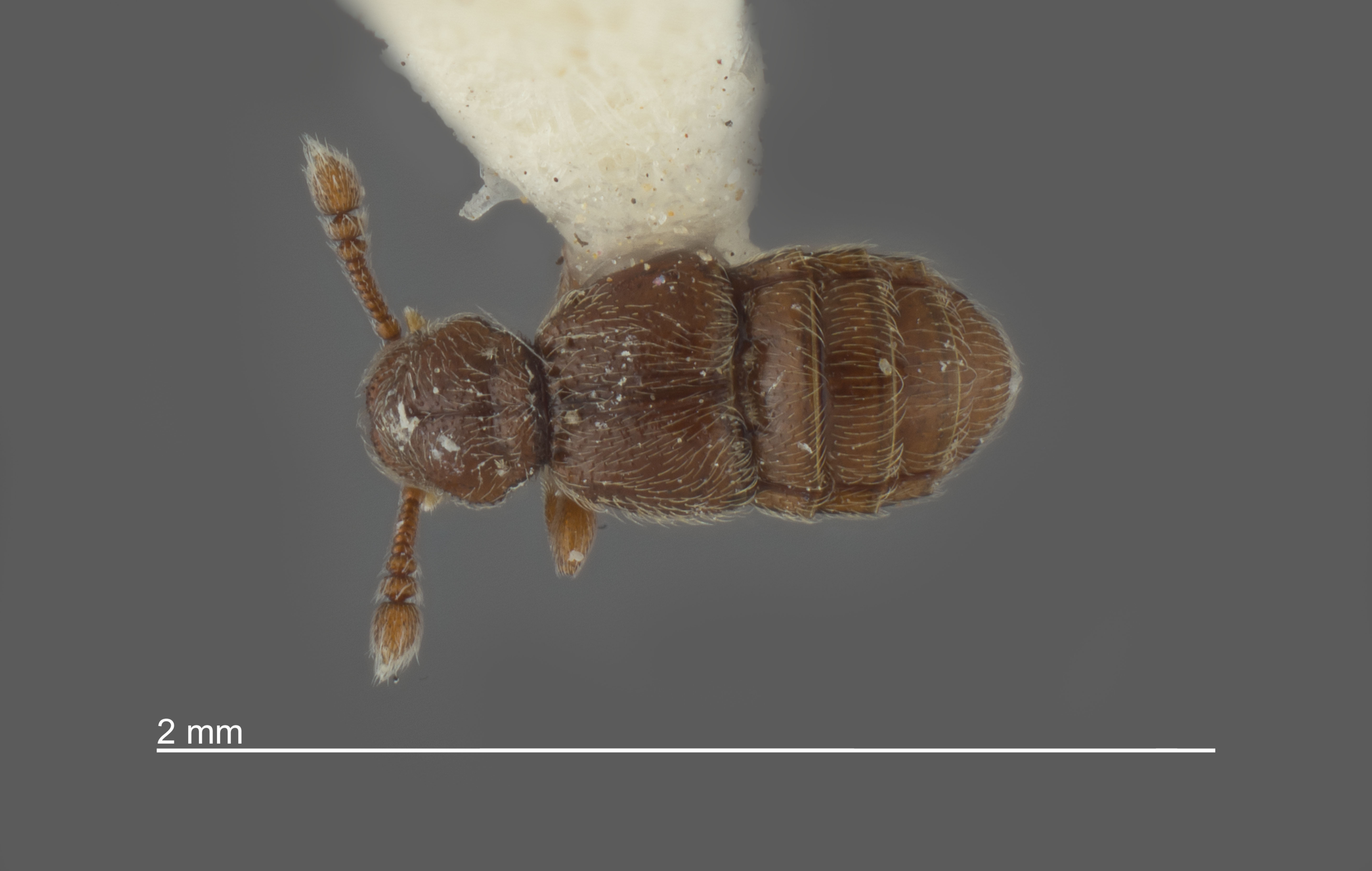 Conoplectus susae