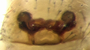 Gibothorax tchernovi female epigynum