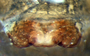 Oedothorax alascensis female epigynum