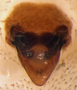 Tibioplus diversus female epigynum