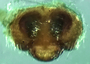 Walckenaeria cuspidata brevicula female epigynum