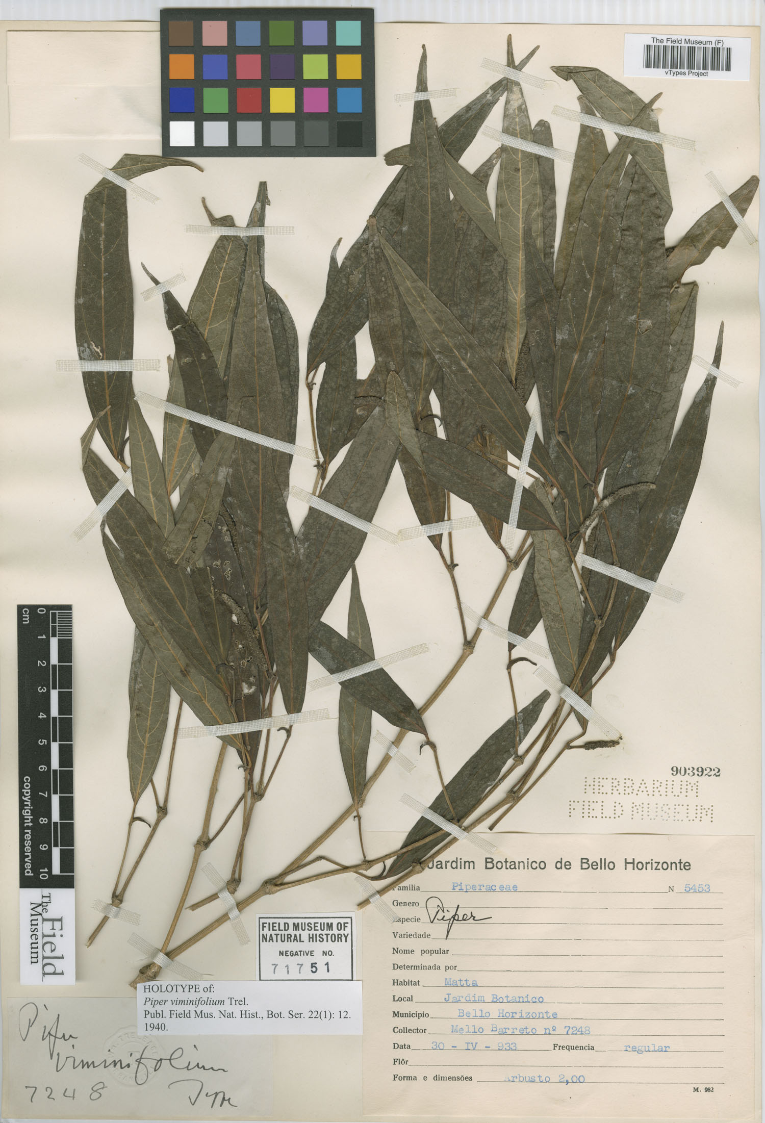 Piper viminifolium image