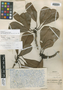 Manilkara bidentata subsp. bidentata image