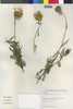 Centaurea chilensis image