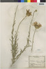 Centaurea chilensis image