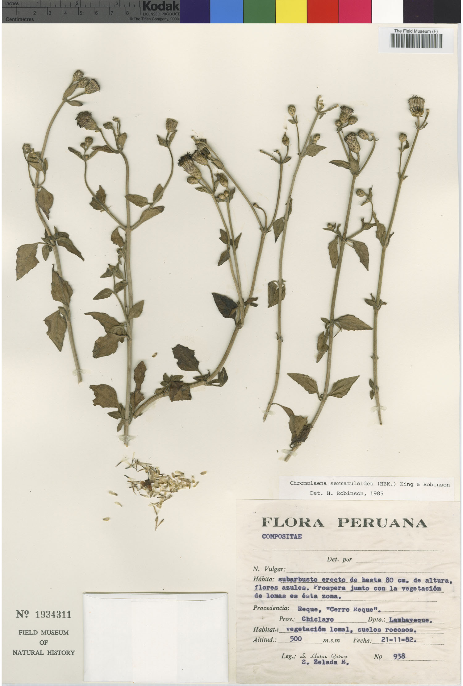 Chromolaena serratuloides image