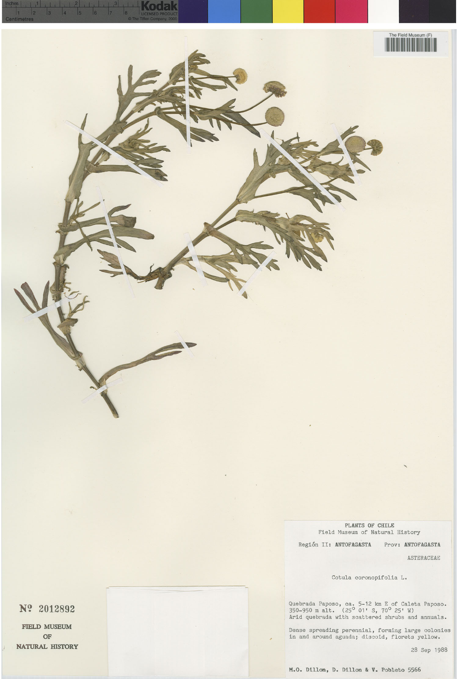 Cotula coronopifolia image