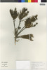 Gypothamnium pinifolium image
