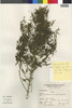 Ophryosporus peruvianus image