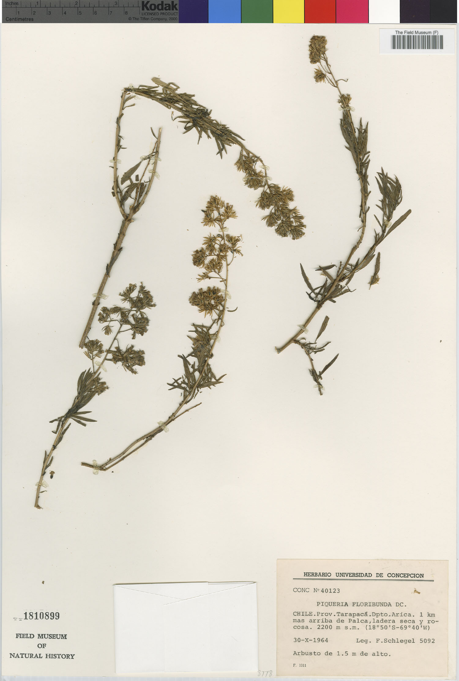 Ophryosporus floribundus image