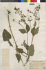 Sigesbeckia jorullensis image