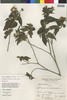 Wedelia latifolia image
