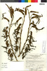 Puya ferruginea image