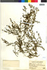 Chamaesyce serpens image