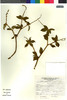 Croton alnifolius image