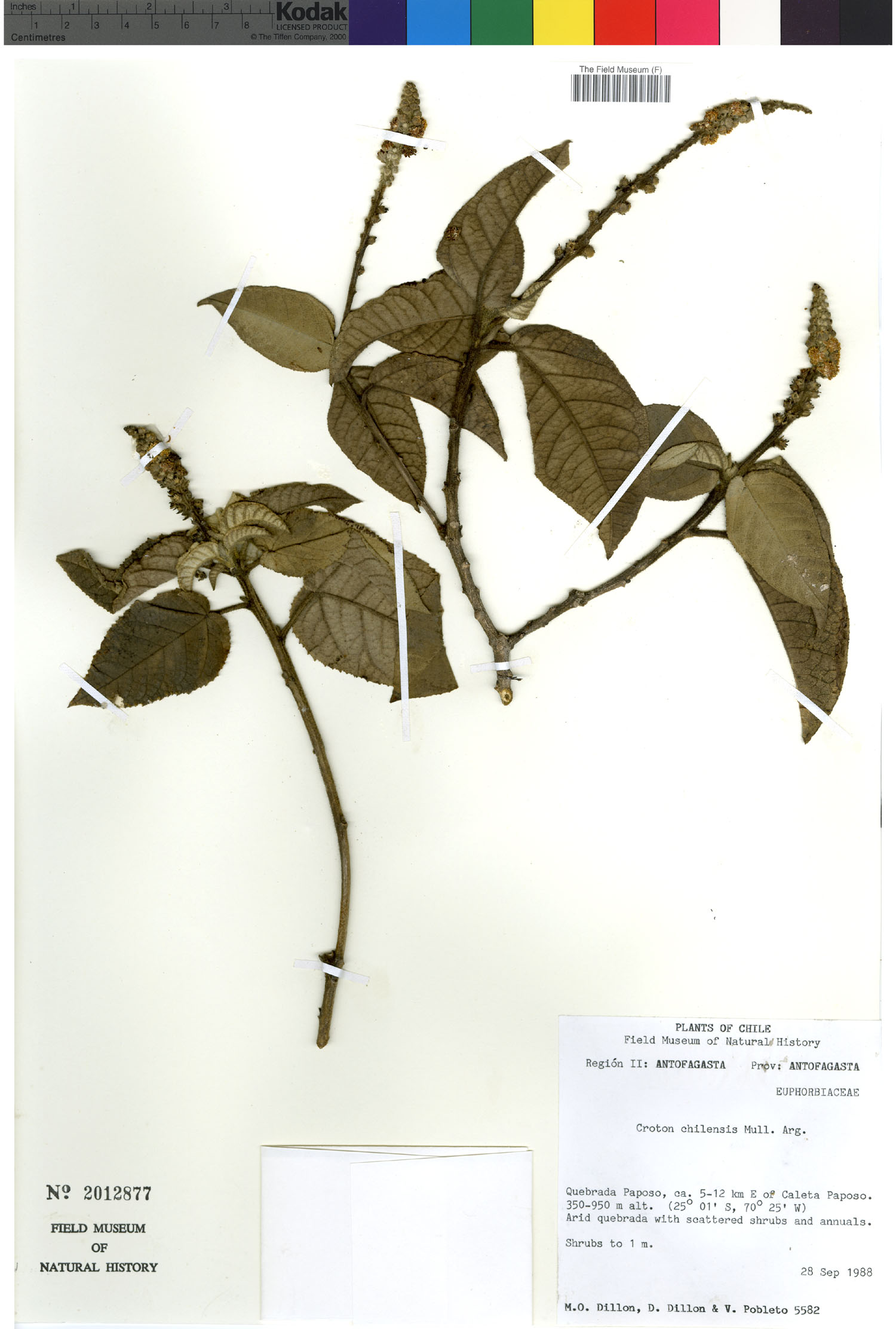 Croton chilensis image
