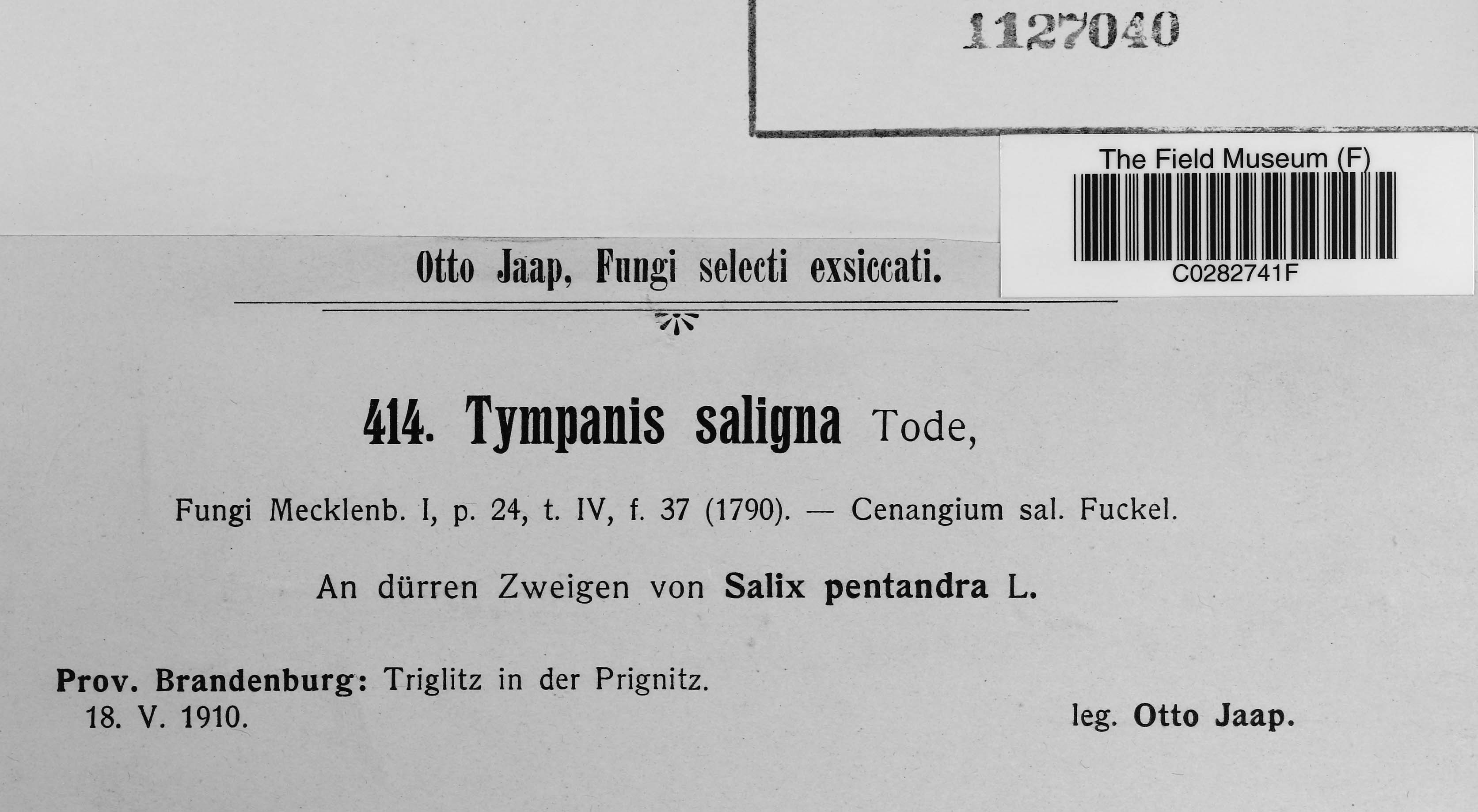 Tympanis saligna