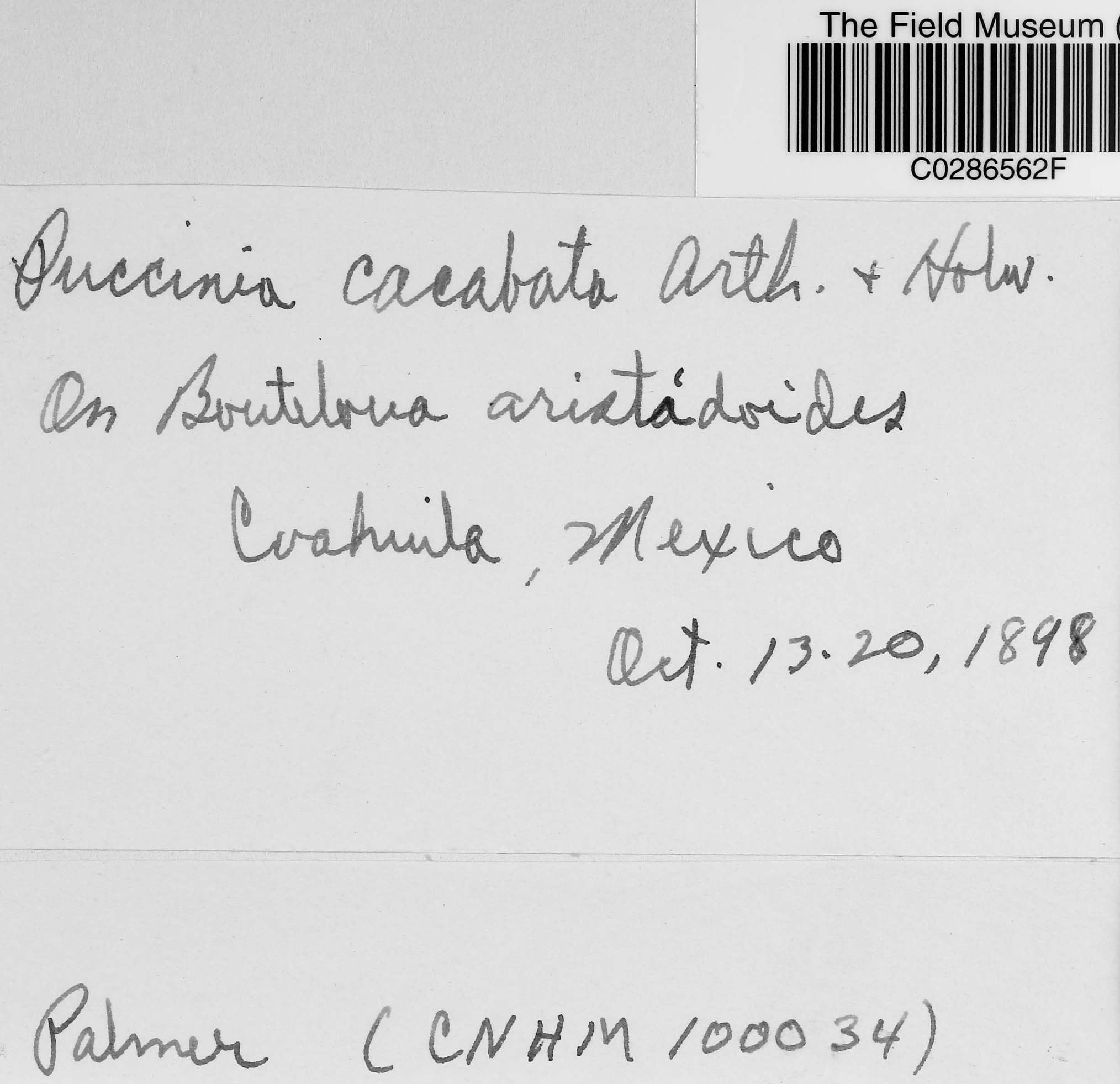 Puccinia cacabata thumbnail