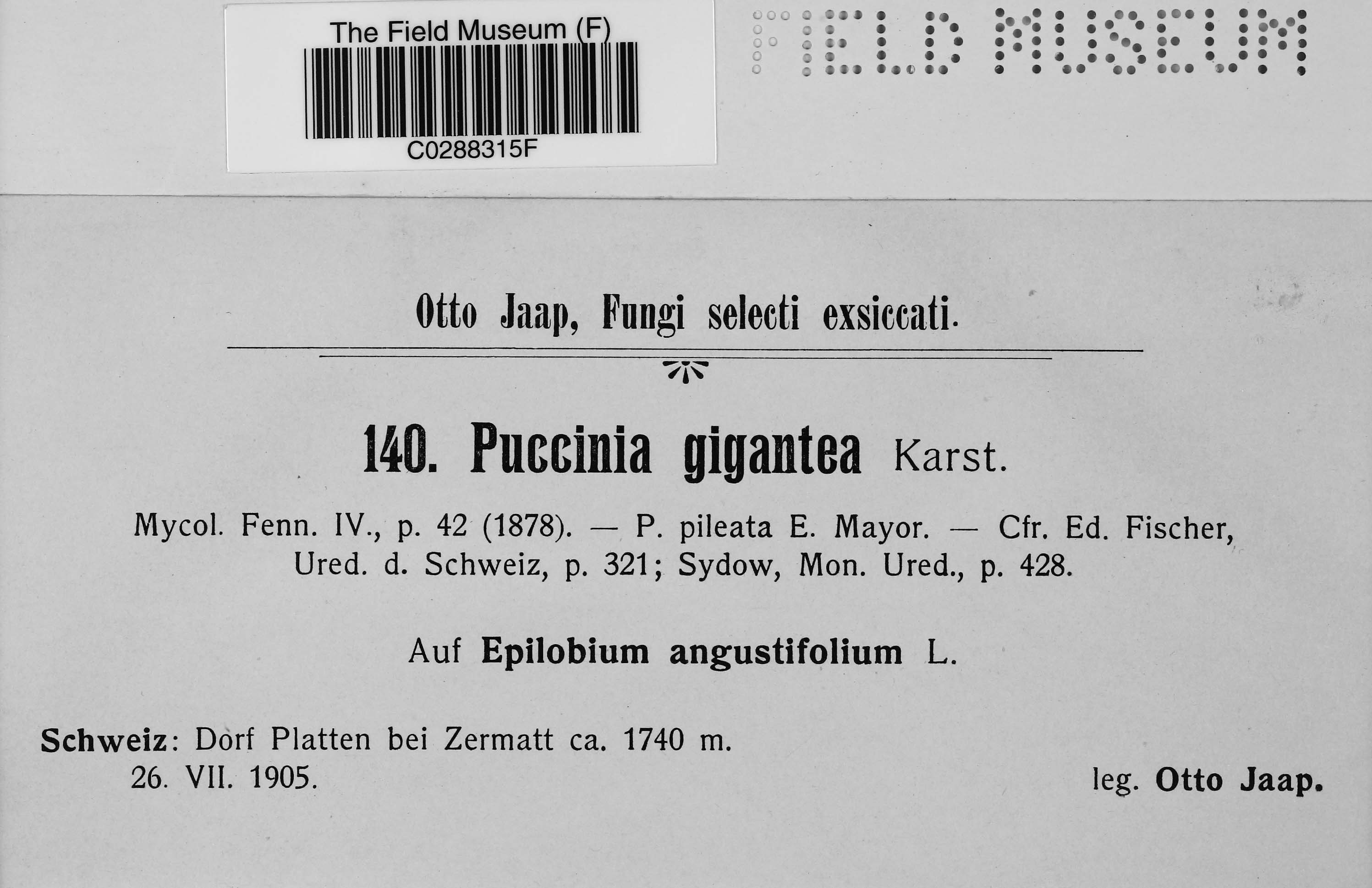 Puccinia gigantea P.Karst.