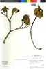Croton chilensis image