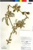 Croton jamesonii image