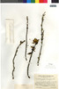 Euphorbia lactiflua image