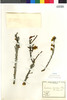 Euphorbia lactiflua image